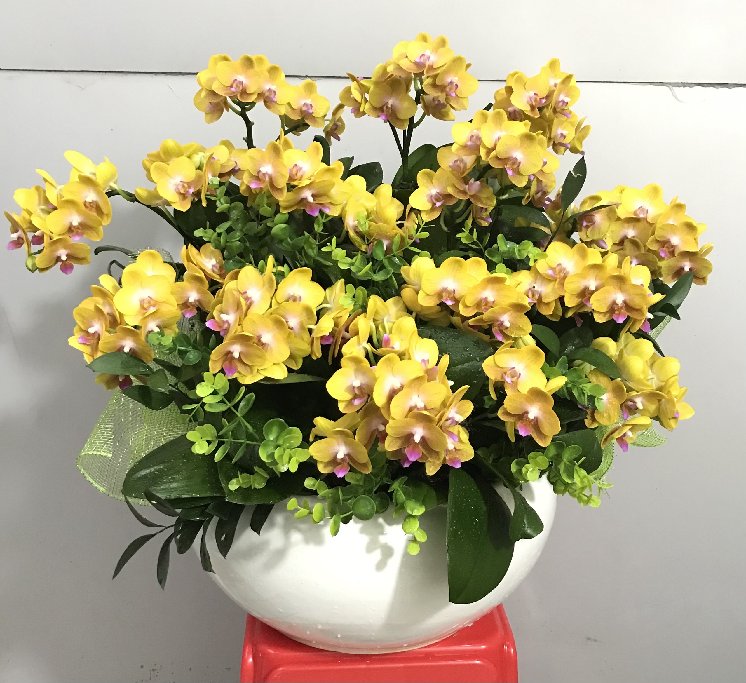 Hoa Lan Khai Trương 00109